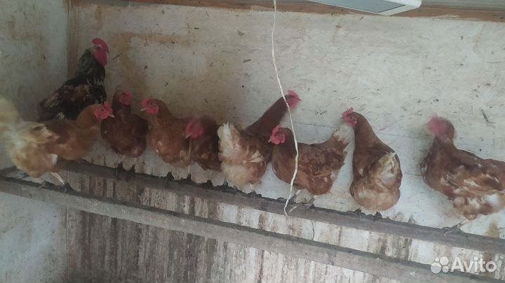 Куры несушки