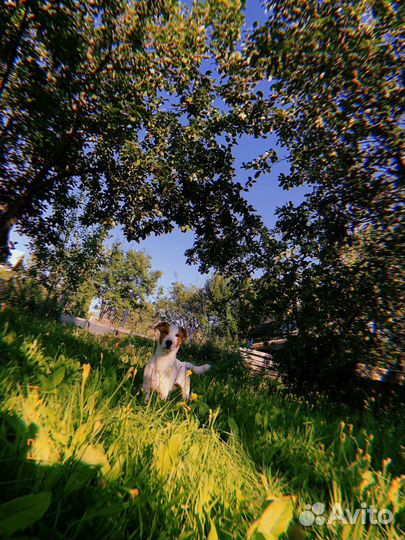 Джек рассел терьер мальчик