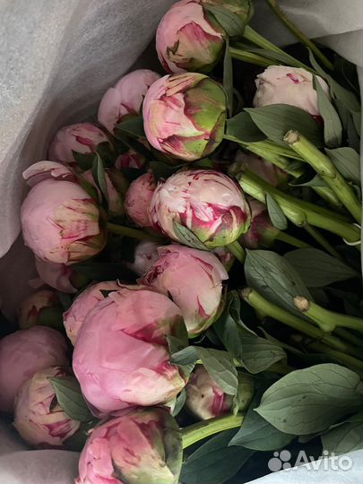 Цветы Пионы 9 15 25 Розы с доставкой