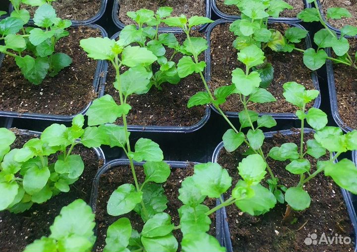 Чабер Дугласа Indian mint