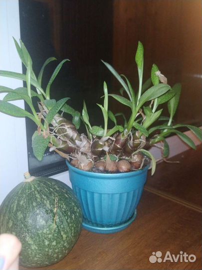 Алоэ, Каланхоэ живородящее, Панданус, Аглаонема