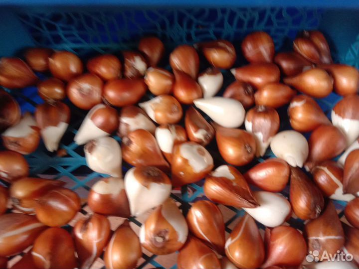 Луковицы тюльпанов