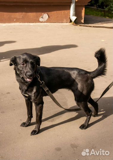 Николь малышка небольшая ищет дом Мампап найдись