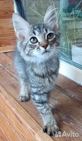 Котик в добрые руки