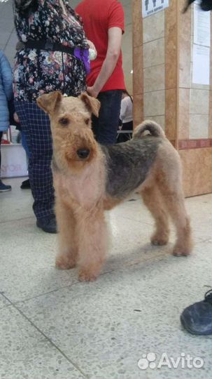 Щенки эрдельтерьера