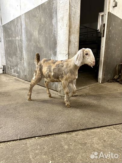 Дойные нубийские козы и малыши