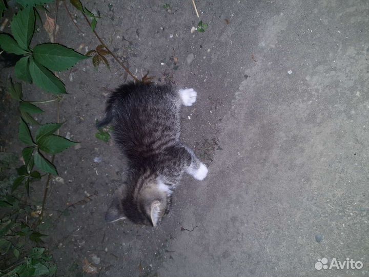Кошки бесплатно