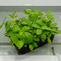 Салаты / Пряные травы