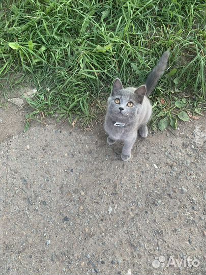 Серый пушистый котенок