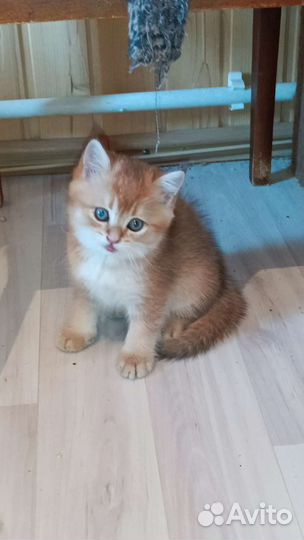 Золотые шиншиллы