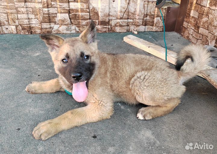 Щенок двортерьера примерно 2 месяца