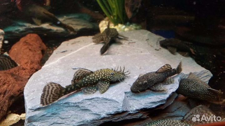 Сом анцитрус (прилипала ) пара, улитки