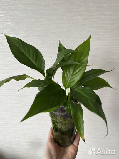 Спатифиллум