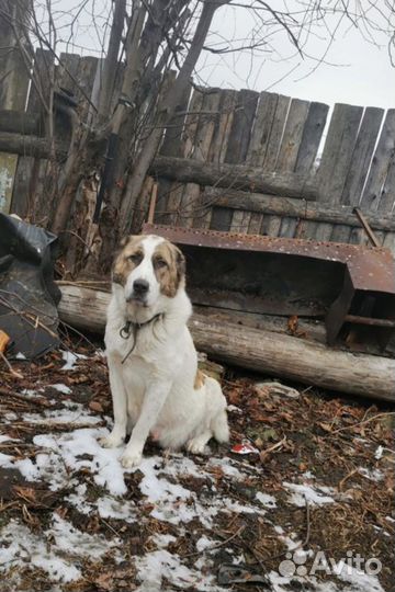 Среднеазиатская овчарка алабай щенки