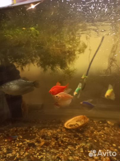 Аквариум