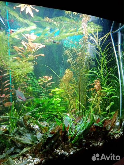 Продам растения и улитки теодоксусы