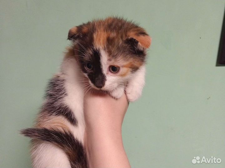 Вислоухий котёнок бесплатно