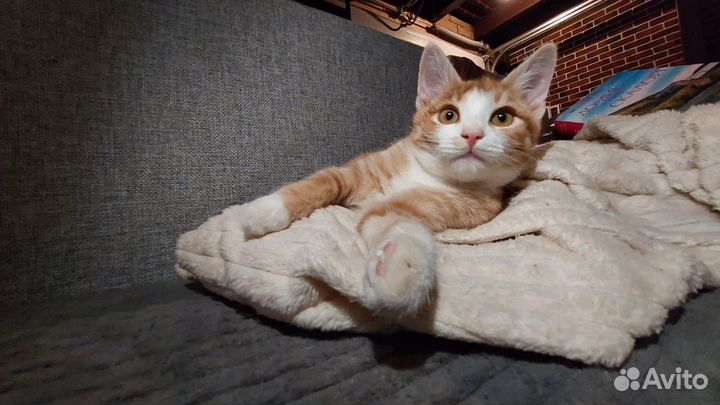 Рыжий котёнок
