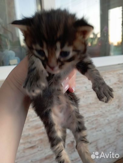 Британские котята