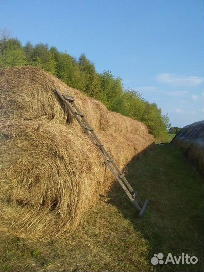Продам сено