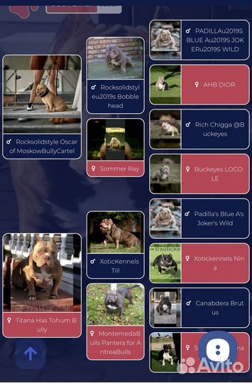 Американский булли вязка