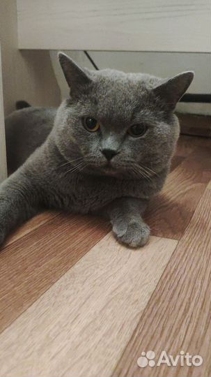 Британский кот