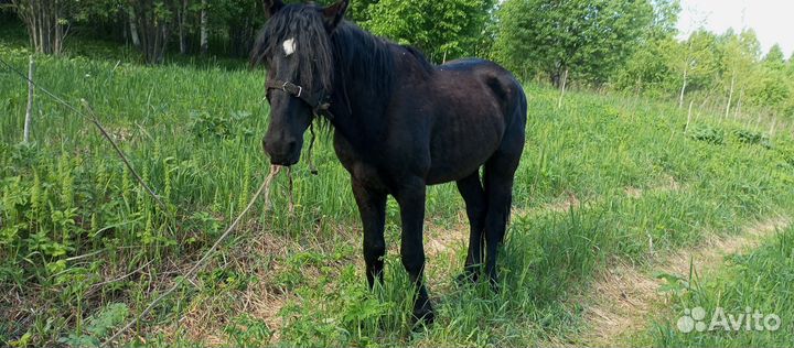 Жеребец 3года