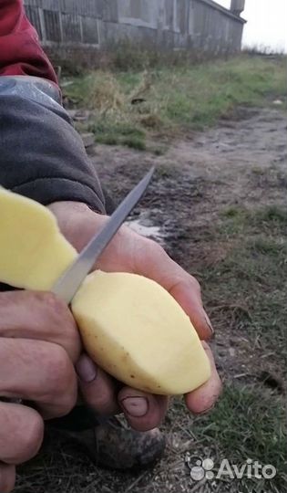 Картофель Оптом Колумба