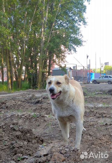 Необыкновенный Рыжик