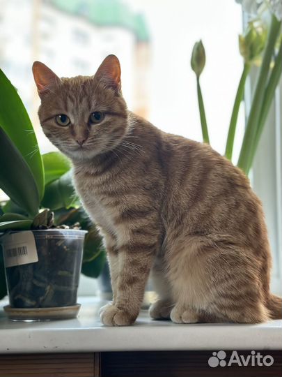 Котенок девочка в добрые руки