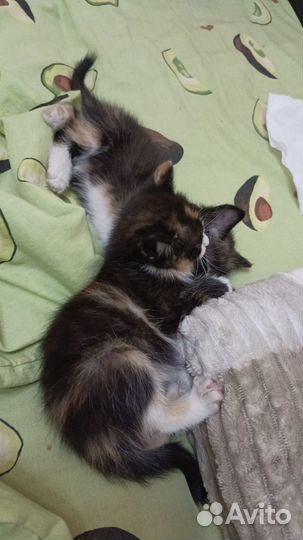 Отдам в добрые руки