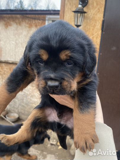 Щенята в добрые руки