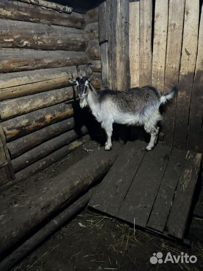 Молодые дойные козы