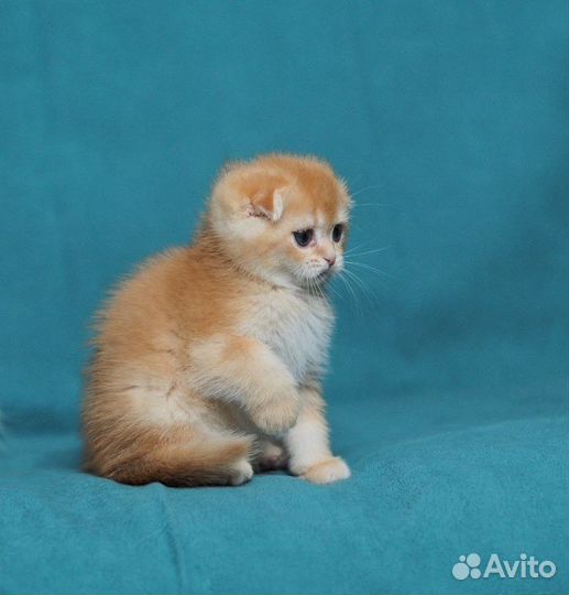 Вислоухий котик