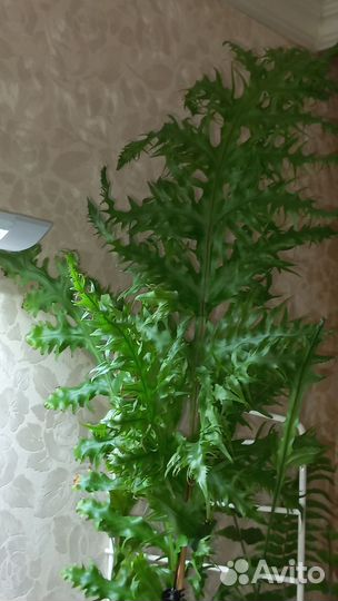 Папоротник. Полиподиум Т 01