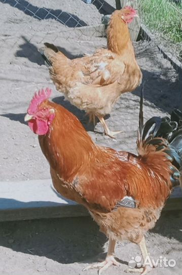 Петух породы Кучинская Юбилейная