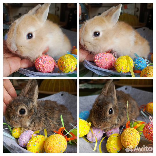 Карликовые домашние крольчата.1.5 месяца