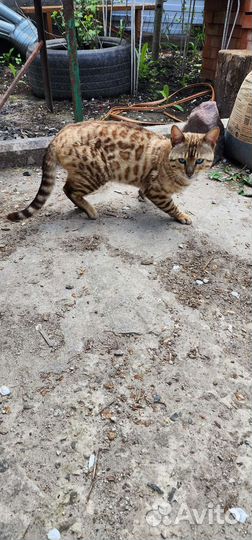 Бенгальский кот