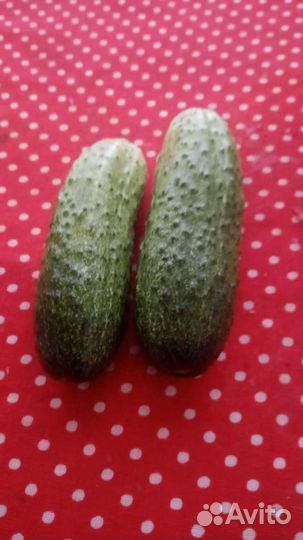 Домашнее чудо