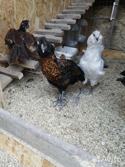 Цыплята, молодки