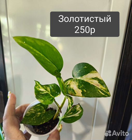 Эпипремнумы,Замиокулькас, Пандаус