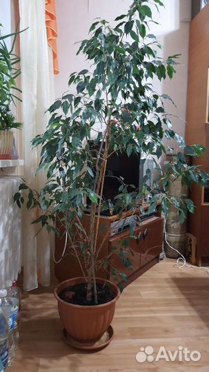 Фикус бенджамина большой