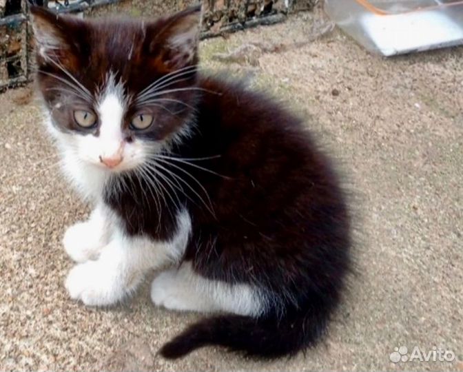 Котенок мальчик в добрые руки
