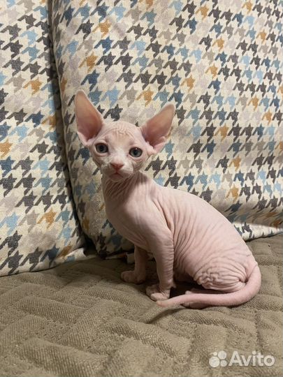 Котики сфинксы