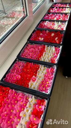 Пишевые (съедобное) цветы