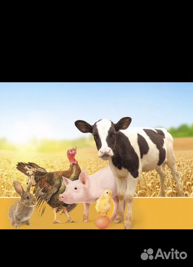 Комбикорм для бройлеров, кур несушек, перепелов