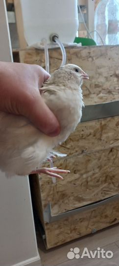 Перепелки суточные