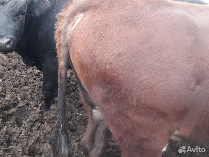 Бычки джерси