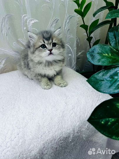 Британская шиншилла