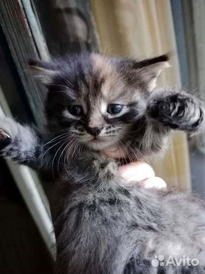 Котенок сибирский